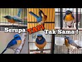 Similar But Not The Same 6 Types Of Songbirds With Similar Appearance