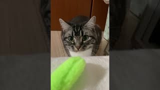 #Shorts 猫の黒目が大きくなる瞬間 足長マンチカン まる Munchkin cat