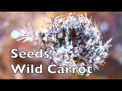 , title : 'Wild Carrot Seeds'