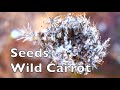 Wild Carrot Seeds