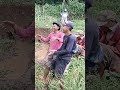 Traktor Sawah 0378 Dj Cinematic