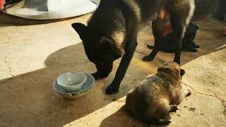 [問卦] 虎毒不食子 狗毒咬鵝子?