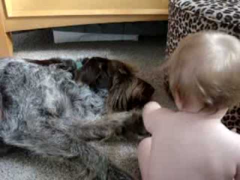 Baby vs. Spinone Again