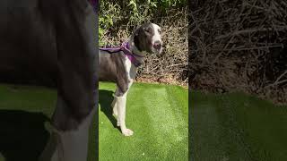 Video preview image #1 Great Dane Puppy For Sale in Goodyear, AZ, USA