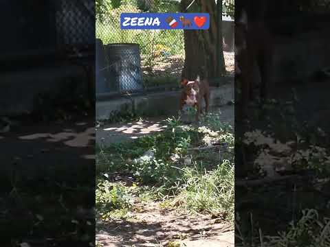 ZEENA chilling #americanbullies #ukc #chocolate #choclatelovers #miagi #pocketbully