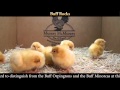 Video: Buff Rock Baby Chicks