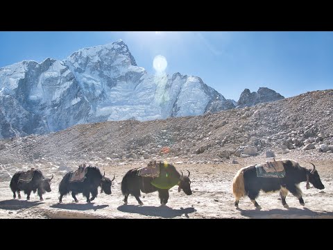 Exploring the Land of Sherpas - Life Under Mount Everest in 4K - 2025