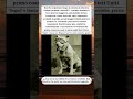 Bud Il Cane Che Fece Il Primo Road Trip Americano