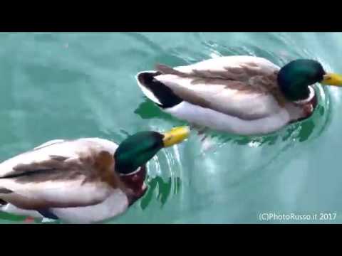 Anatre Paperelle e .....