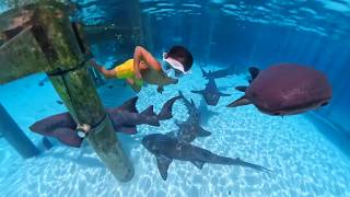 Kids Swimming with Sharks in the Bahamas!! Have we found our new favorite camera?