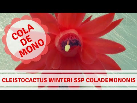 download lagu mp3 mp4 Mono Cactus, download lagu Mono Cactus gratis, unduh video klip Mono Cactus