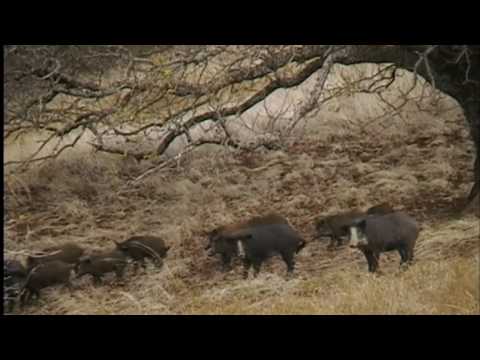 download lagu mp3 mp4 Pig Hunting California, download lagu Pig Hunting California gratis, unduh video klip Pig Hunting California