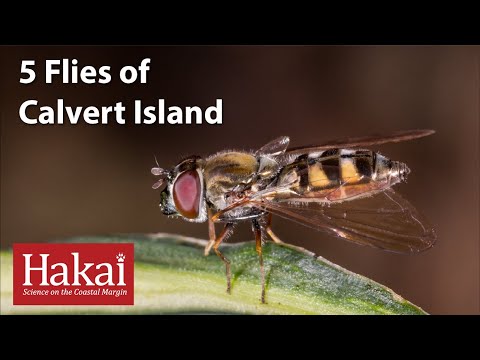 5 Flies of Calvert Island