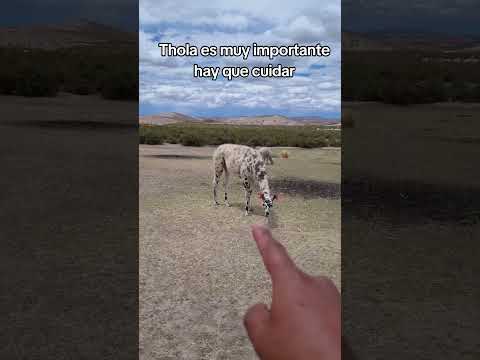 hay que reforestar el.altiplano #curahuaradecarangas #Oruro #Bolivia
