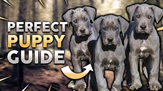 GREAT DANE PUPPY! Perfect Great Dane Puppy Guide!