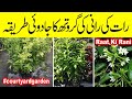 raat ki rani | raat ki rani plant care 2022 | how to flower in raat ki rani