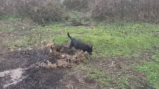 Crni osrednji susjedov pas u mom dvorištu kuće--polako trčkara i njuška okolo po mome dvorištu...