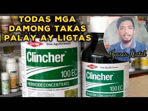 Clincher Herbicide 100EC | Pamatay sa damong may buko | 18 days after seeding