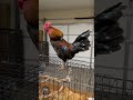 First day of my Rooster with his No Crow Caller