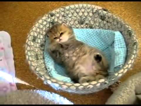 Happy Birthday Karen Llewellyn 2012