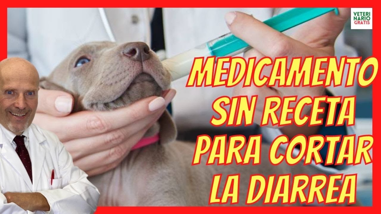 Watch 💩 PRO-ENTERIC MEDICAMENTO SIN RECETA 💩 PARA CORTAR LA DIARREA EN PERROS Now 💩 PRO-ENTERIC MEDICAMENTO SIN RECETA 💩 PARA CORTAR LA DIARREA EN PERROS