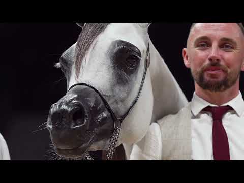 TM BELLA - Fillies 3 years old A Class Winner - GCAT Abu Dhabi 2024