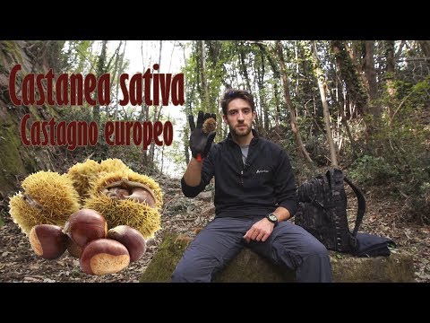 Come capire se ha in parassiti di organismo Come fare prove su vermi e lyambliya
