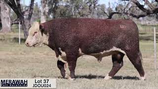 Lot 37 JDOU024 Merawah & Tenaru Bull Sale 2025