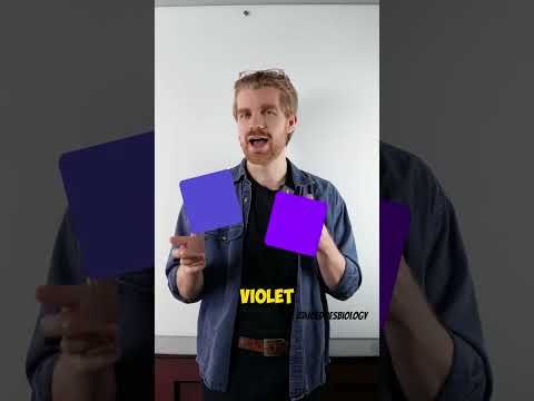 Purple Isn’t A Real Colour?! 🤯🌈