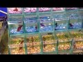 Tips for breeding Siamese fighting fish from ...
