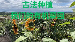 2025菜园全记录 Our Vegetable Garden 2025Sep