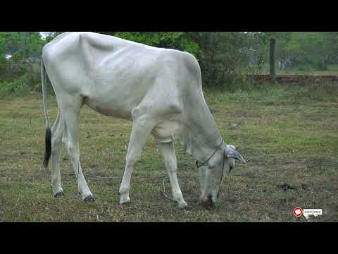 Cow, Cattle, Domestic Cattle Ep 0575