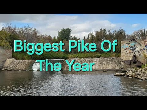 Biggest Pike Of The Year.(New Lure)