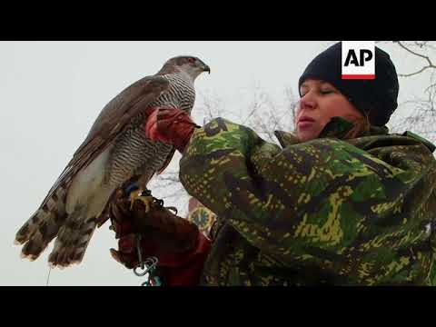 The Kremlin's battle of the birds