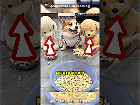 Este Perro Se Sintió Ofendido Y Tuvo La Reacción Más Dramática #shorts