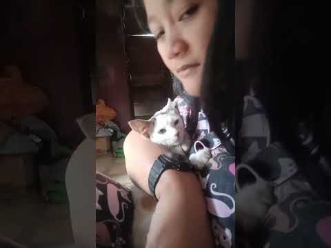 Miti is the one who is aware of the camera. #cat #kitten #cute #whitecat #prettykitty