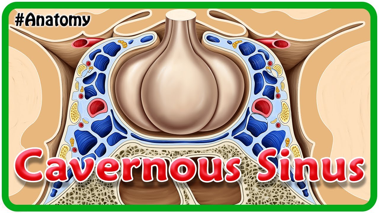 Cavernous Sinus Anatomy Animation : Tributaries, Communications and Cavernous sinus thrombosis