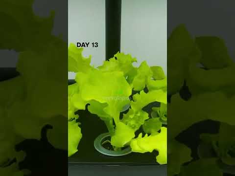 20 Days Lettuce Timelapse #satisfying #plants