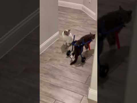 Paralyzed cats first steps in wheel chair!