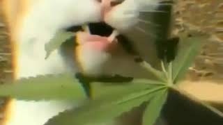 Download lagu Kucing makan daun ganja mp3