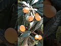 Loquat tree/fruits Mediterranean fruit #subscribe #shortsfeed #fruits #loquat #trending #viral #asmr