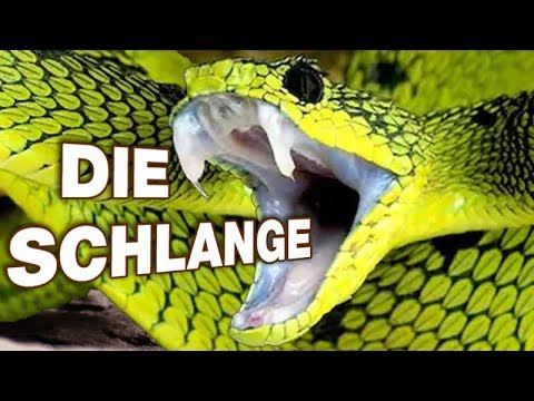 Die Schlange - Anatomie und Biologie | Alternative Fakten fürs Referat | Parodie