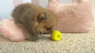 ポメラニアンの動画01