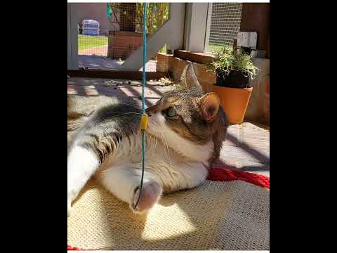 Crystal the Pet Nanny. LLC video.