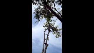 preview picture of video 'Pinecrest Fl. area tree service JA Roman cutting branches'