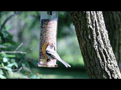 Black-Capped Chickadee at fresh feeder Waterford Ontario