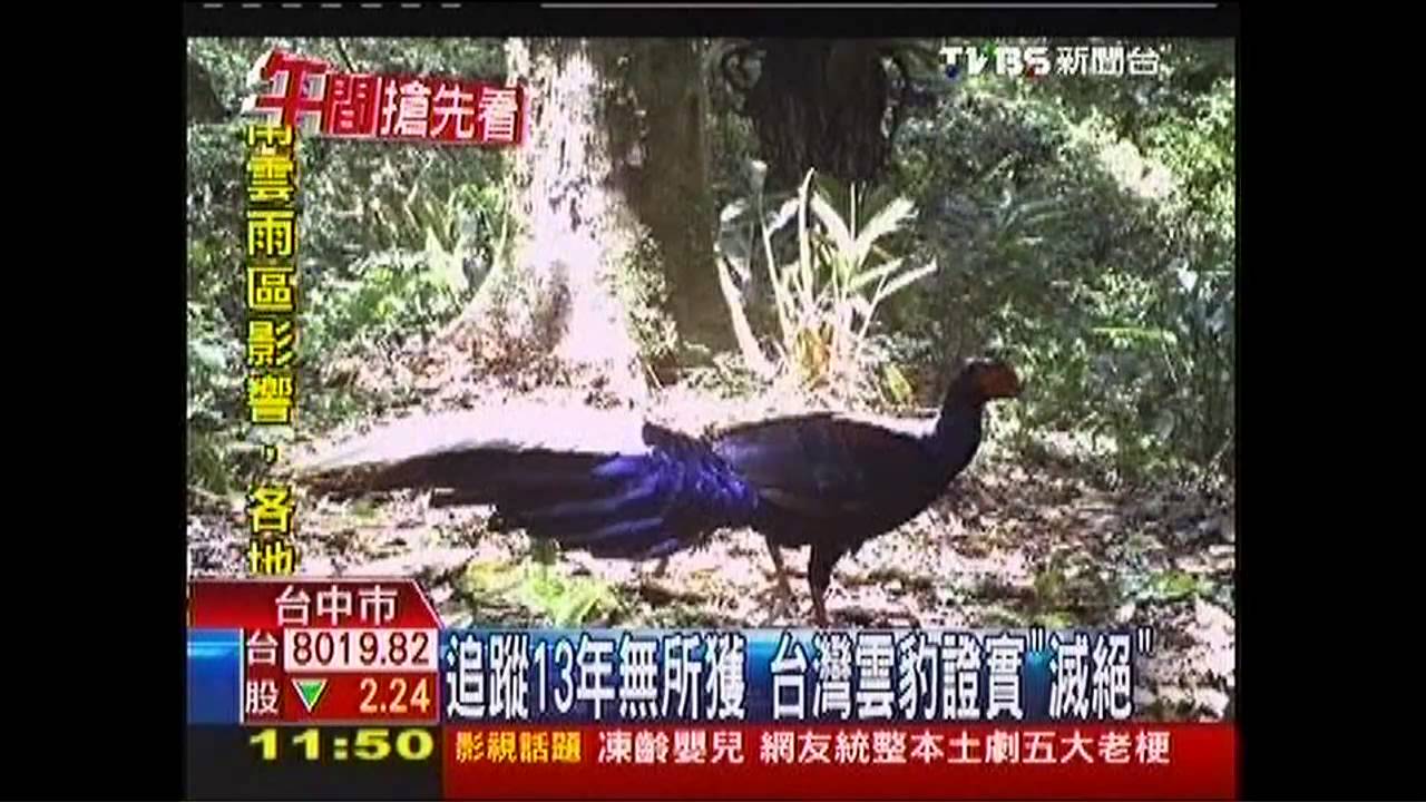 追蹤13年無所獲　台灣雲豹證實「滅絕」