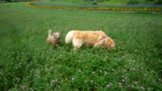 preview picture of video 'Nicole Wheaten　Terrier With a friend'