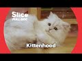From Kitten To Cat FULL DOCUMENTARY