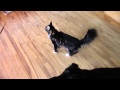 Follow That Feather
